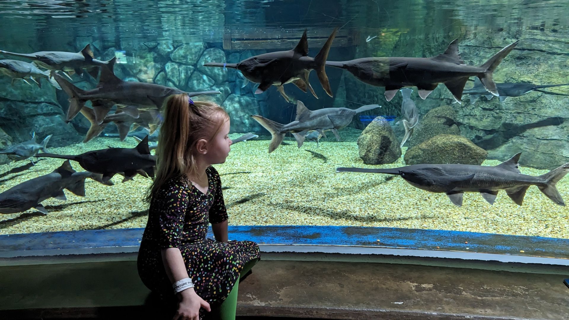 Girl looking at fish in a large aquarium; some fish have long, paddle-like snouts.