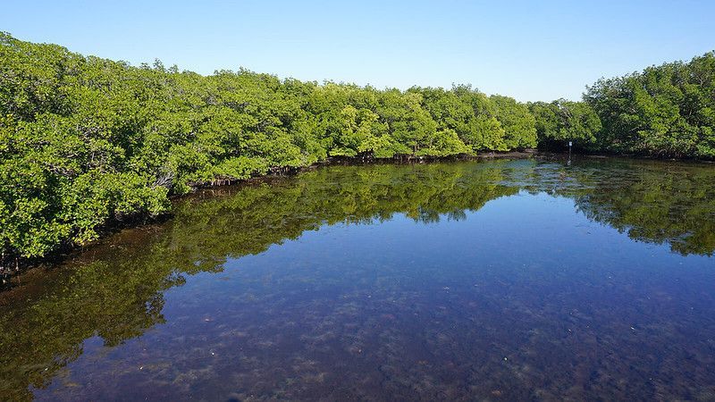 Still water reflecting green trees under a clear blue sky.
