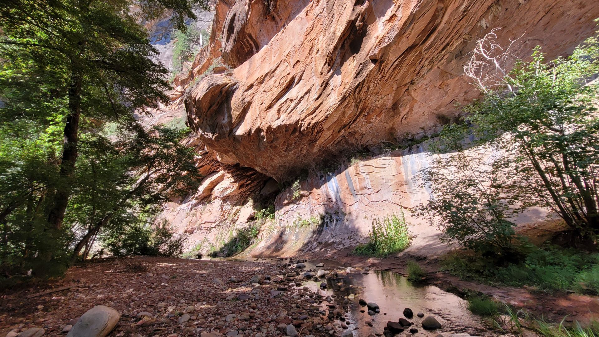 Red rock canyon with stream flowing under an overhanging cliff; green trees on the sides.