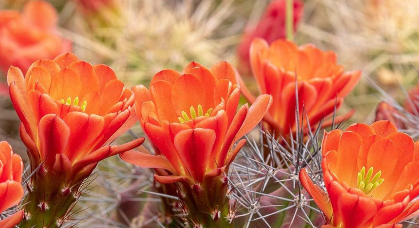 Orange flowers bloom amongst the large needles on a green and purple Cactus in Phoenix, AZ