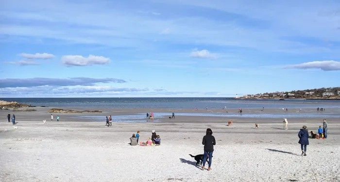 Beach scene: people and dogs on white sand, blue sky, calm ocean.