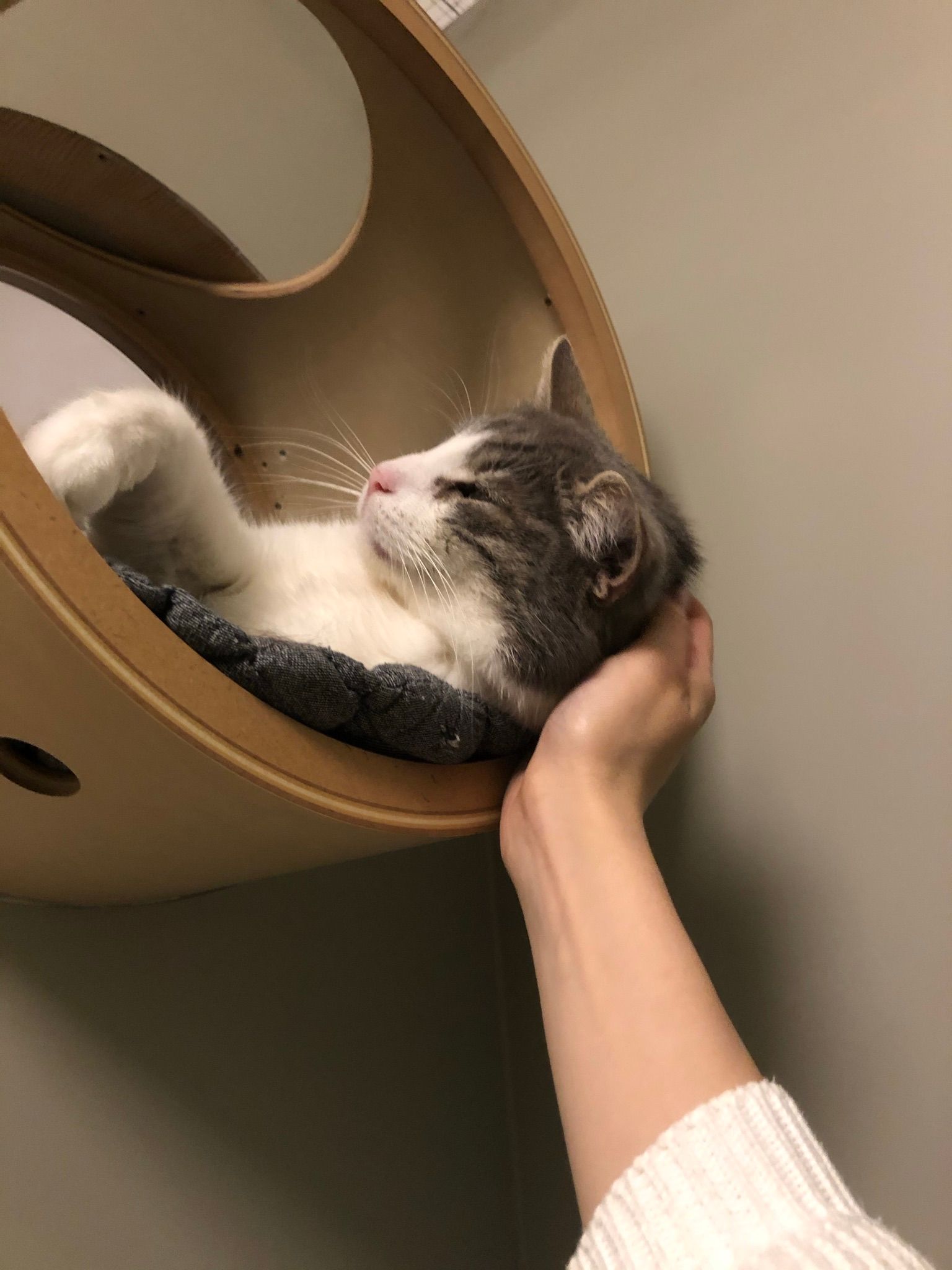 Chat dans une bulle de repos caressé par un humain