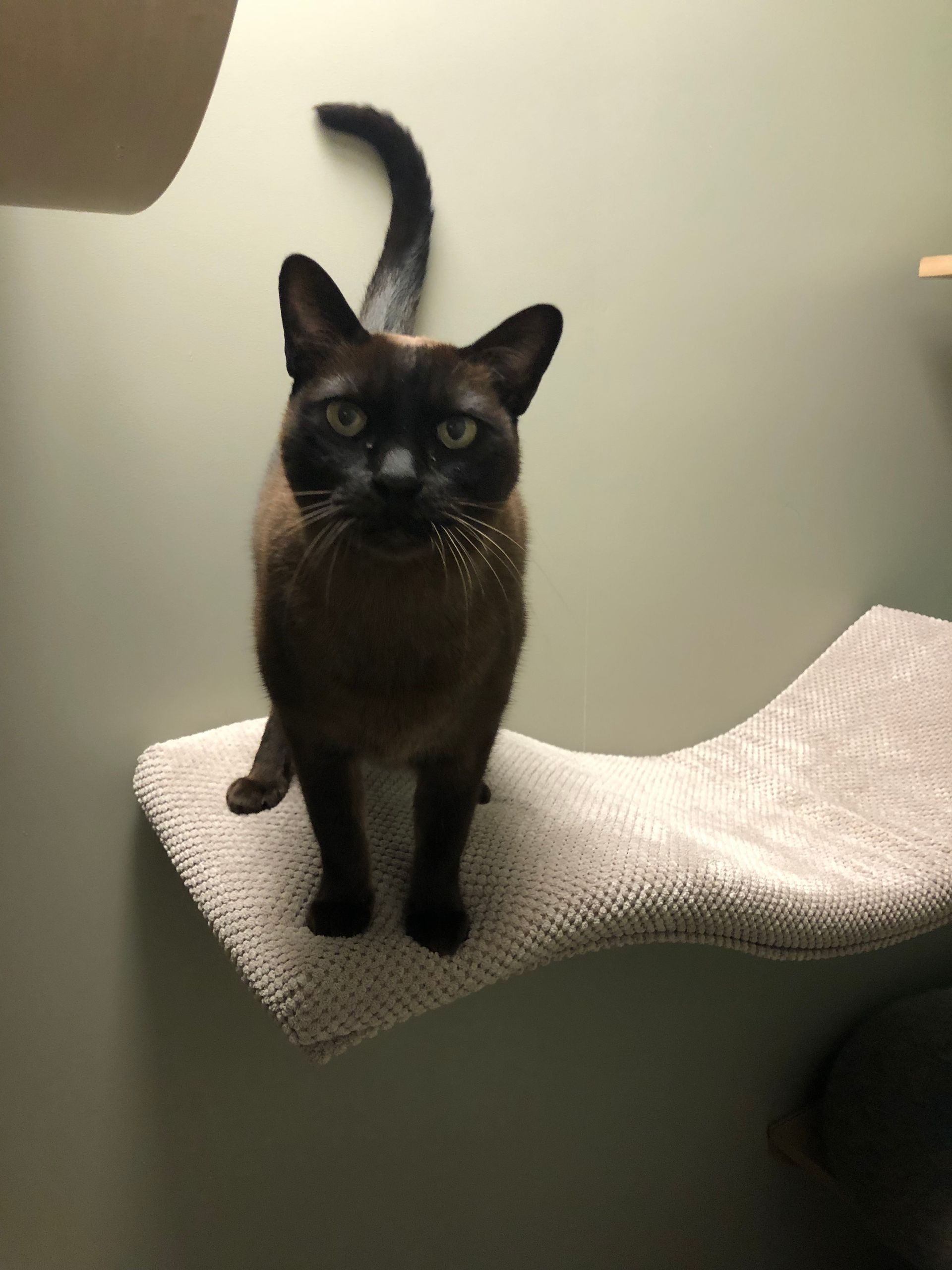 Chat noir sur une planche grise