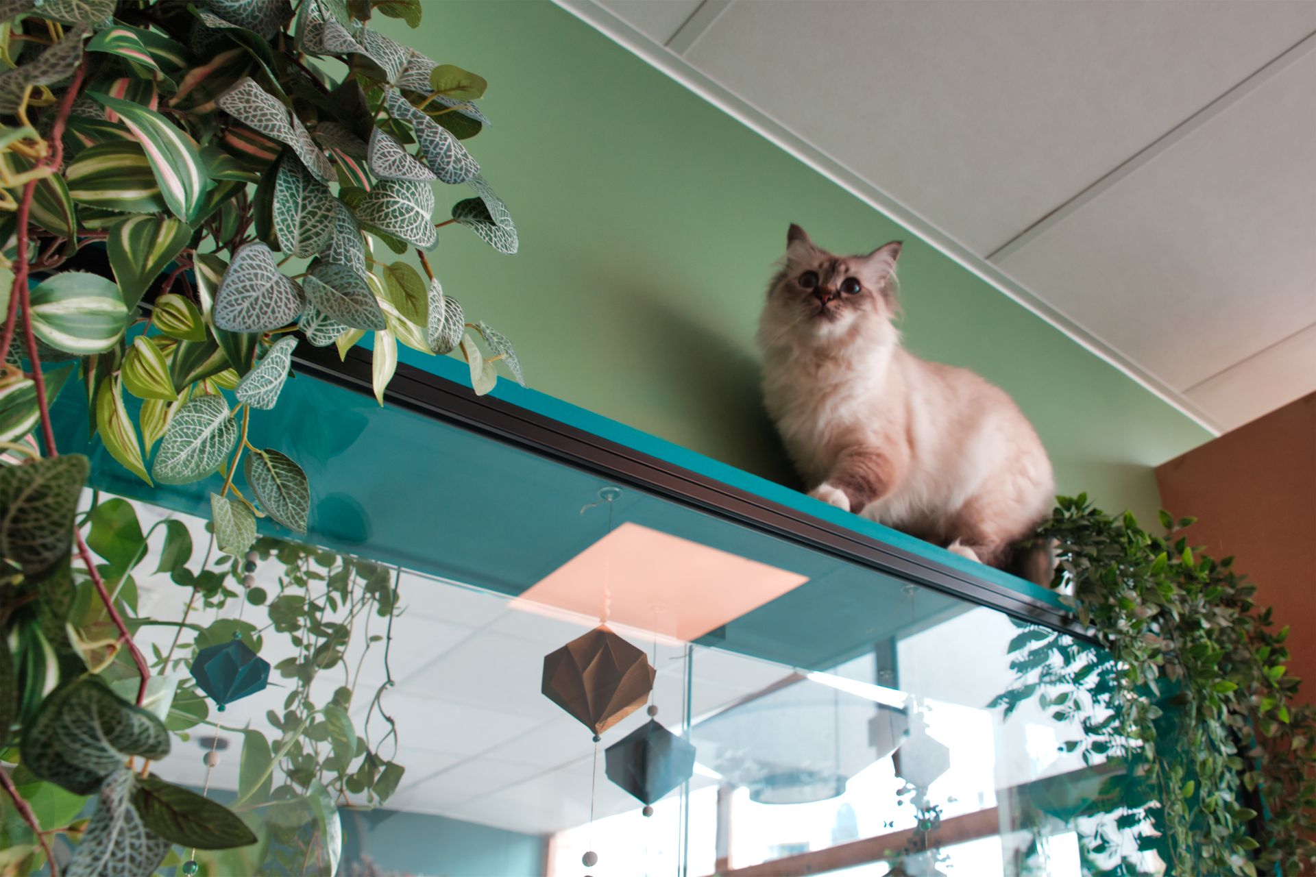 Chat en hauteur à la pension pour chats à Paris - L'Arbre à Chats