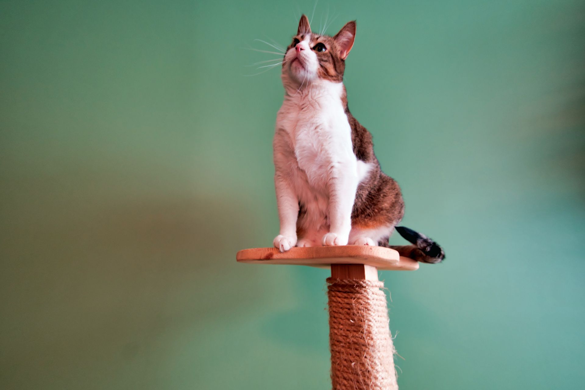 Chat en hauteur sur un jeu de la pension pour chats à Paris - L'Arbre à Chats