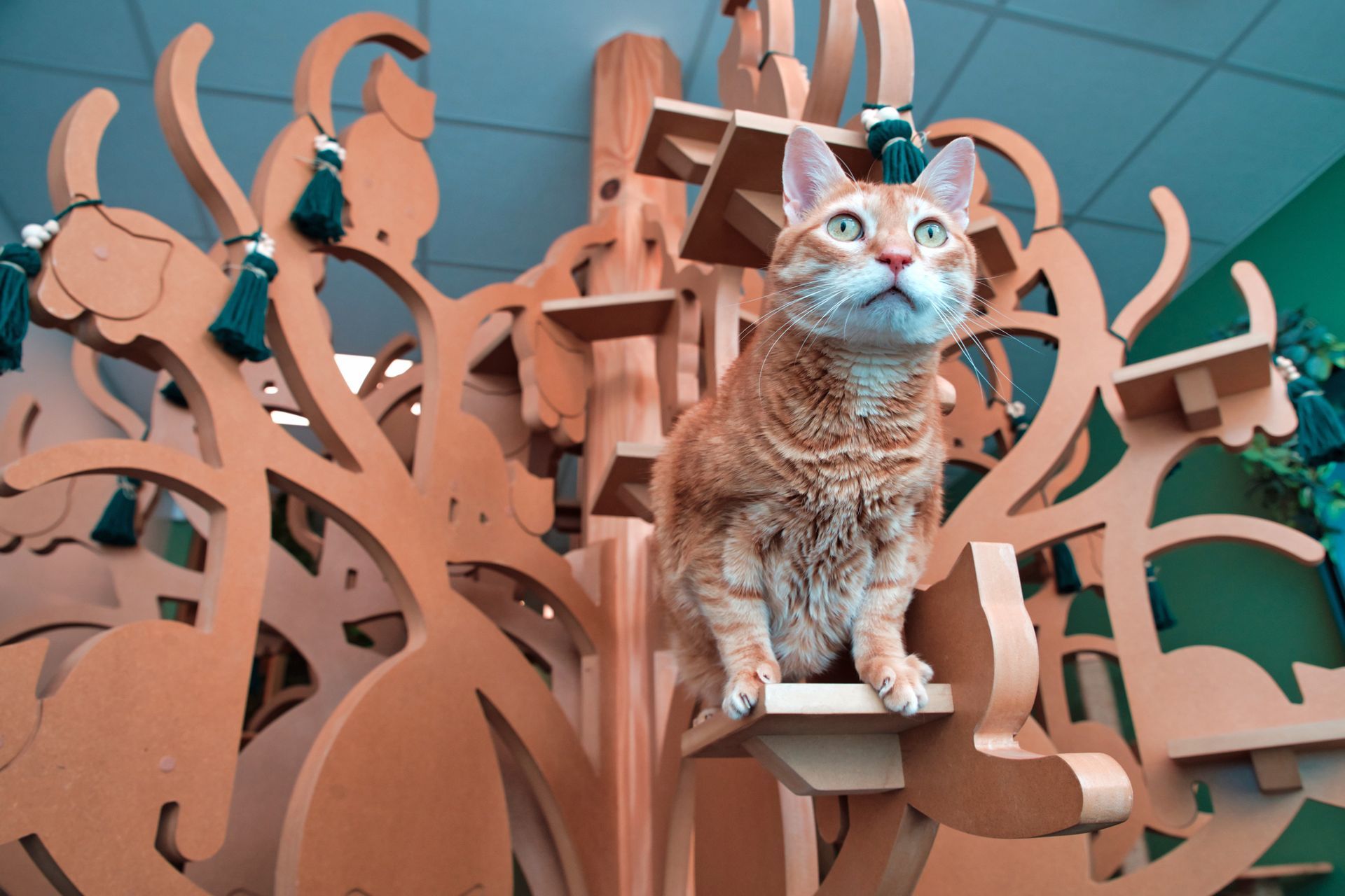 Salle de jeux occupée par les chats de la pension pour chats à Paris - L'Arbre à Chats