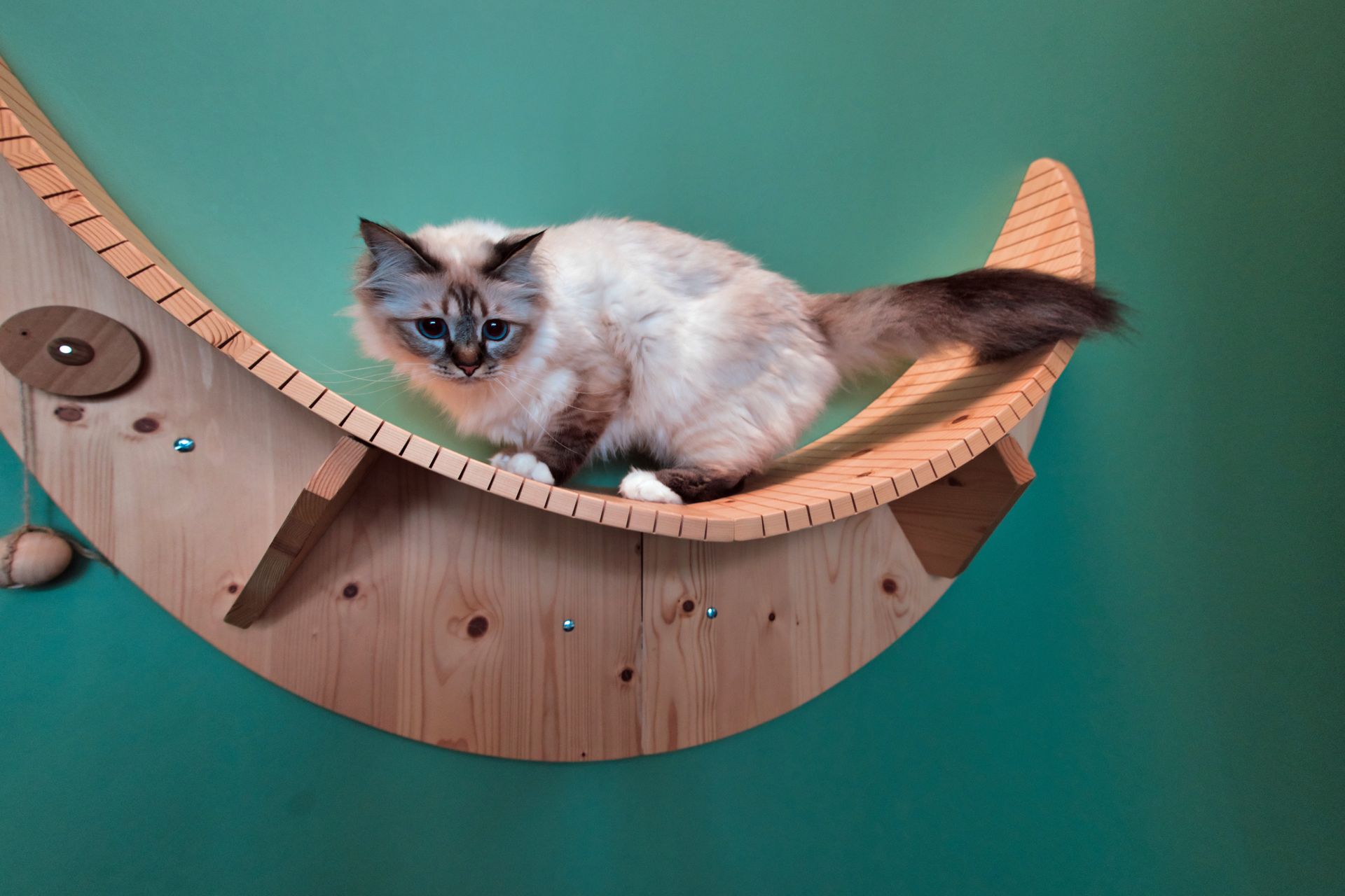 Chat en hauteur sur un jeu en forme de lune de la pension pour chats à Paris - L'Arbre à Chats