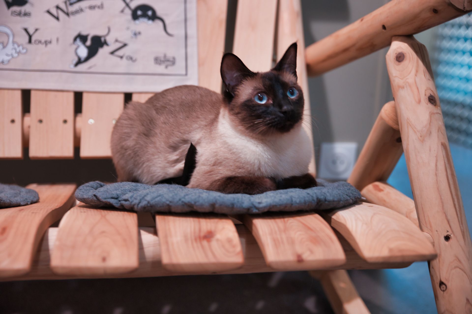 Chat siamois sur un banc de la pension pour chats à Paris - L'Arbre à Chats