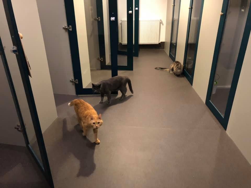 Plusieurs chats devant les chambres de l'hôtel