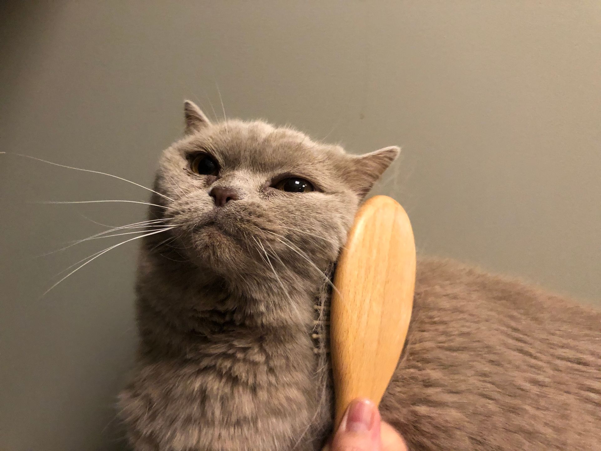Chat gris qui se fait brosser