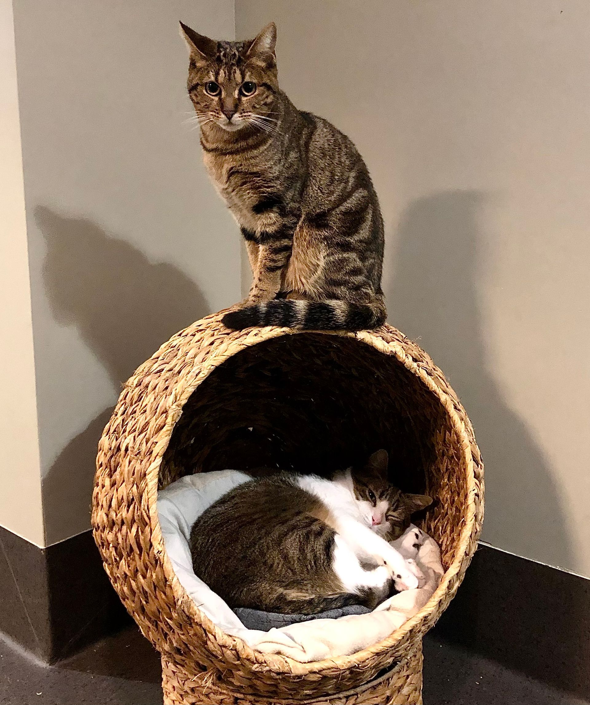 Chat gris surplombant une panière ronde en osier contenant un chat marron et blanc