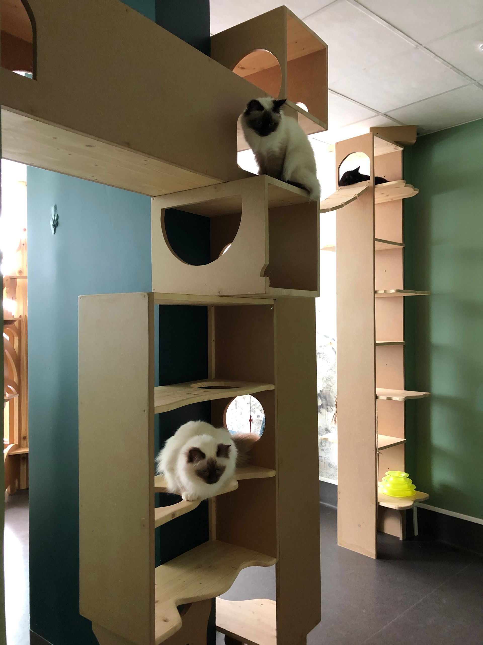 Deux chats blancs et gris sur une structure en bois