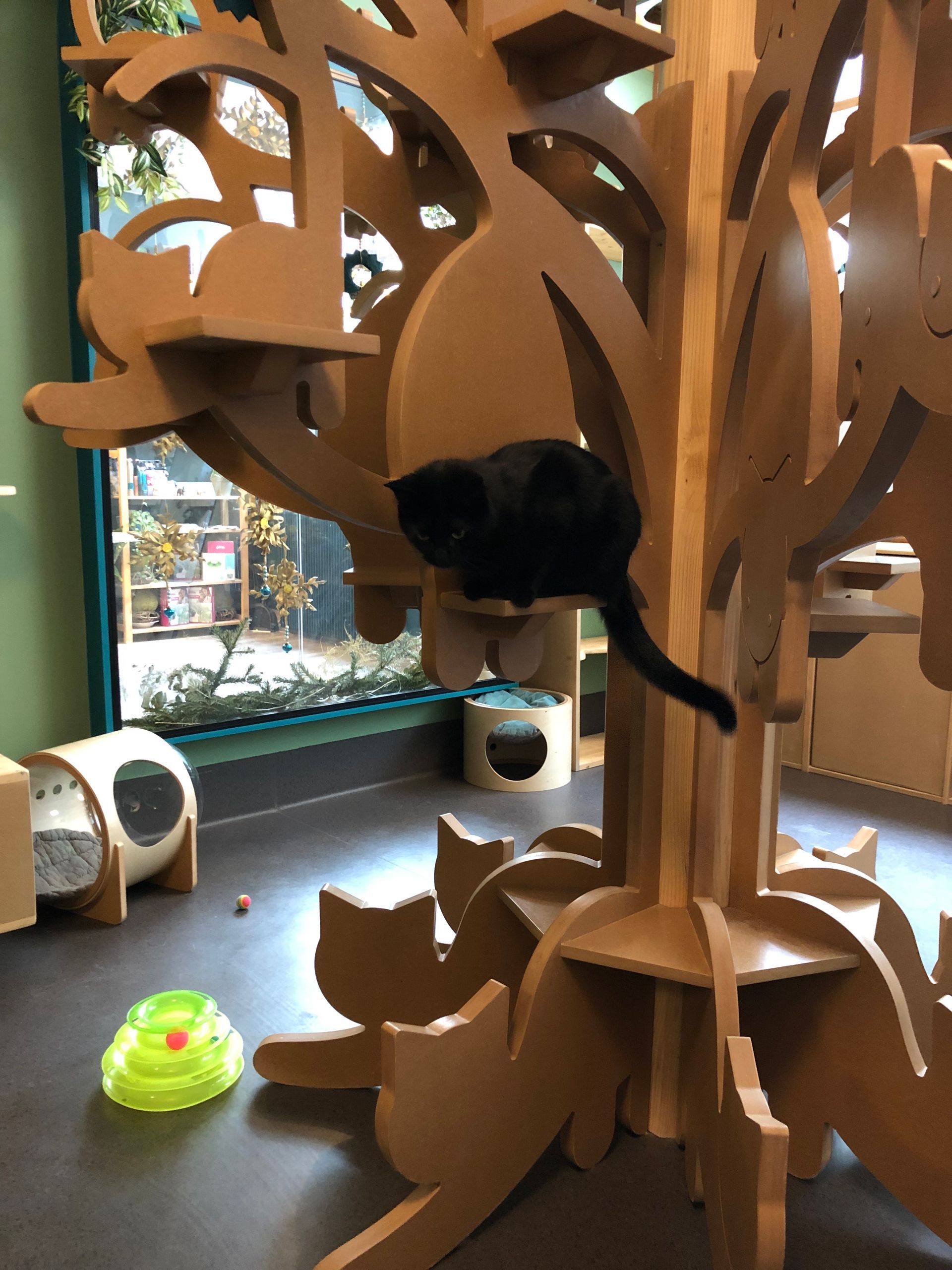 Chat noir dans un arbre à chats en bois dans la salle de jeux