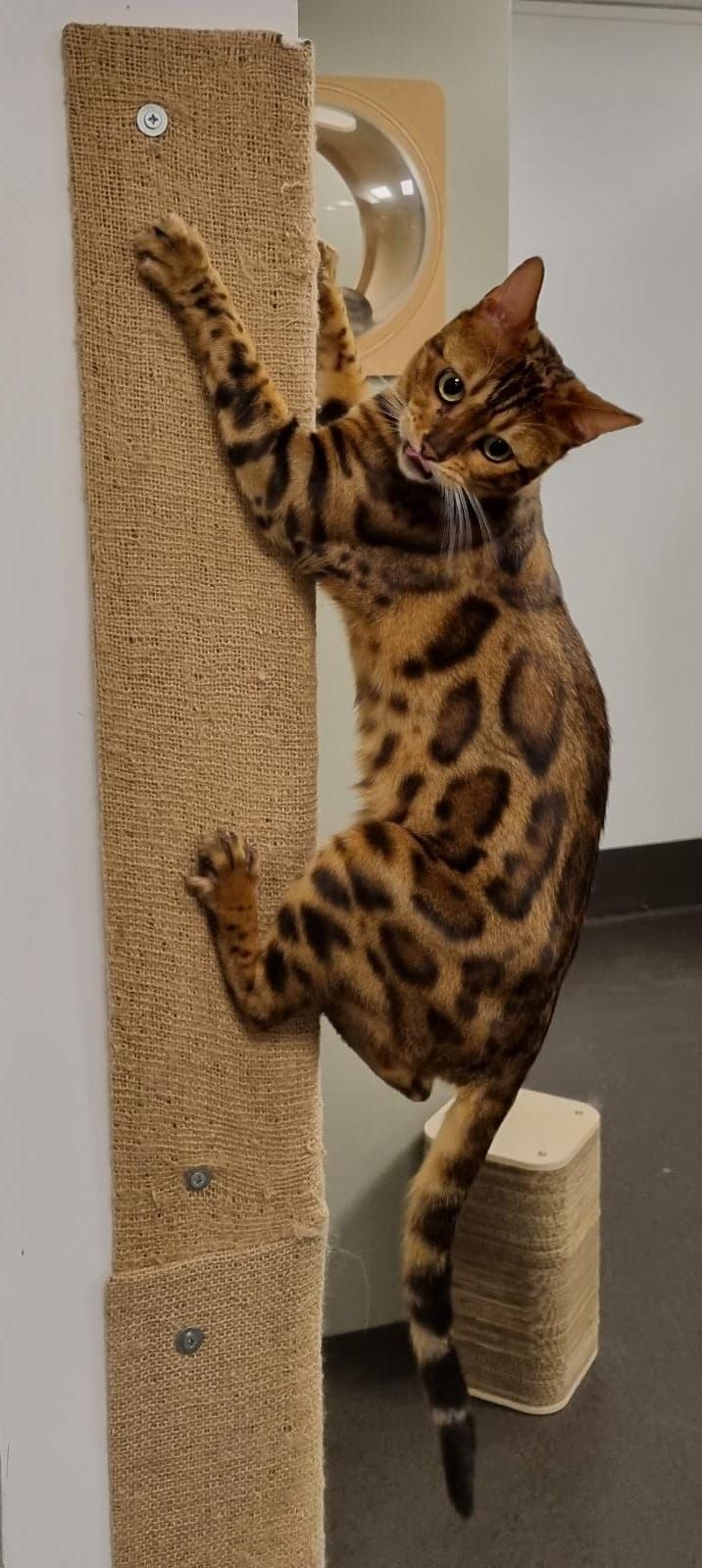 Chat tigré sur un griffoir