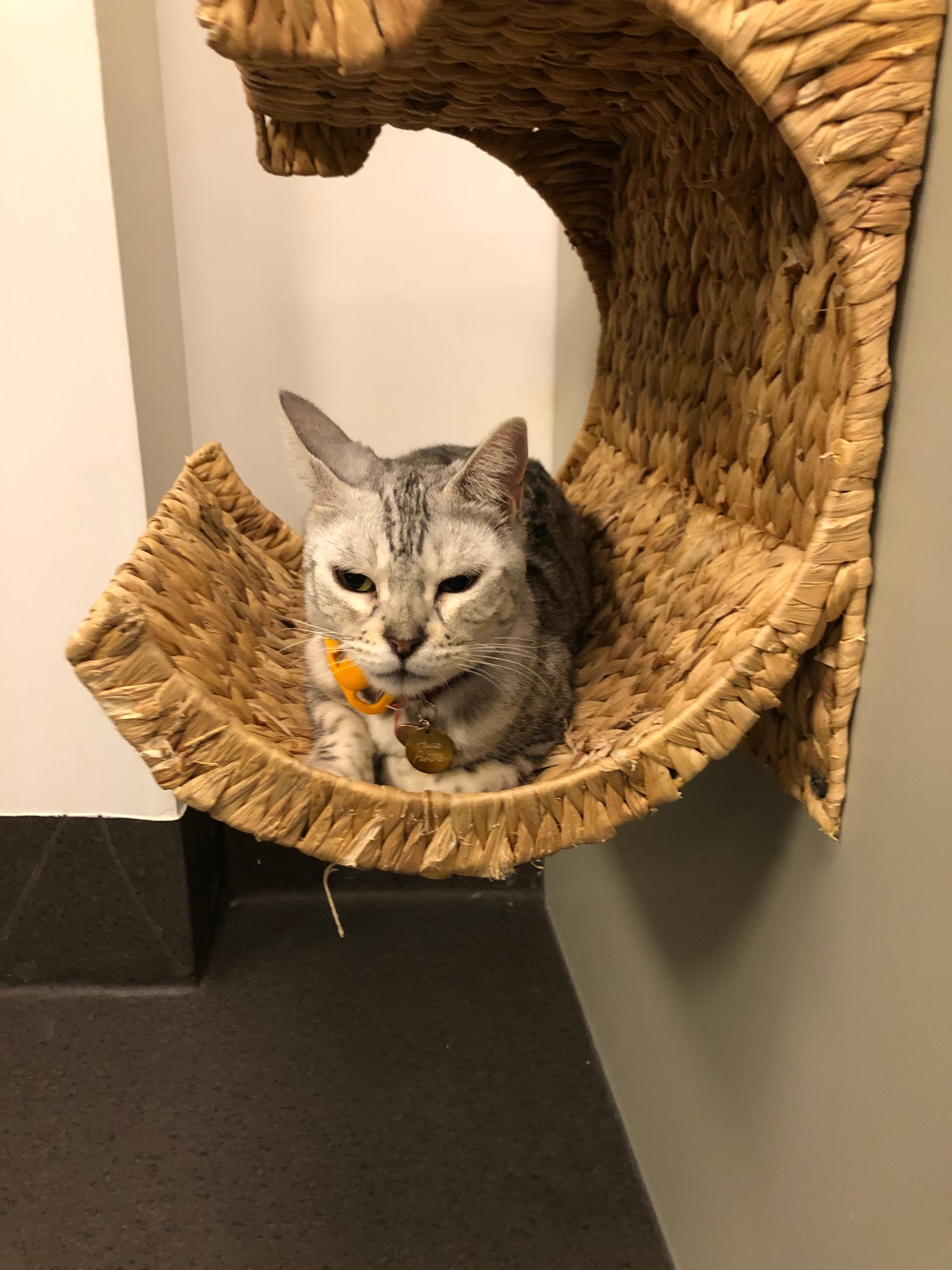 Chat gris se reposant sur une structure en osier