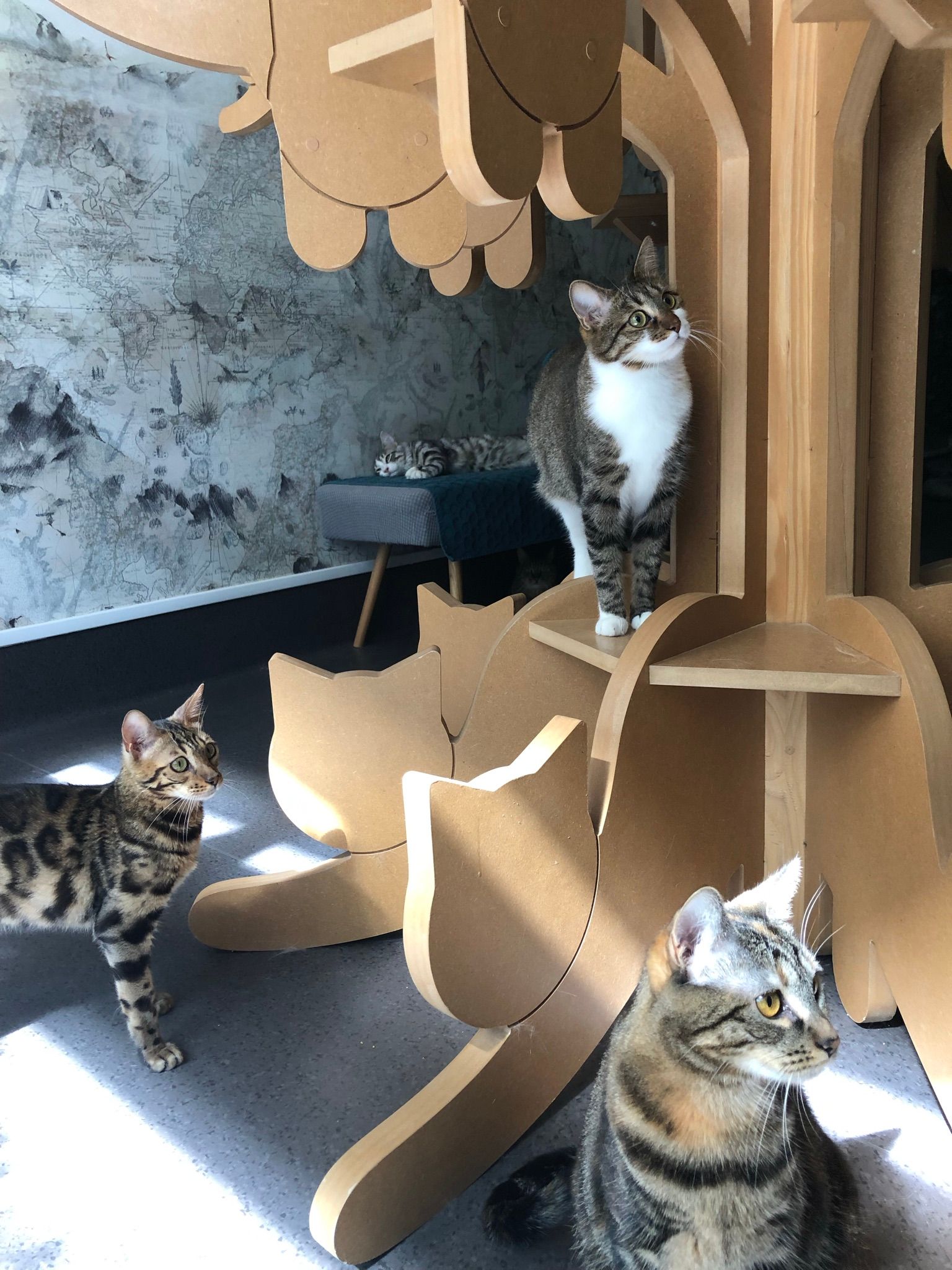 Plusieurs chats autour d'un arbre à chat 3D en bois