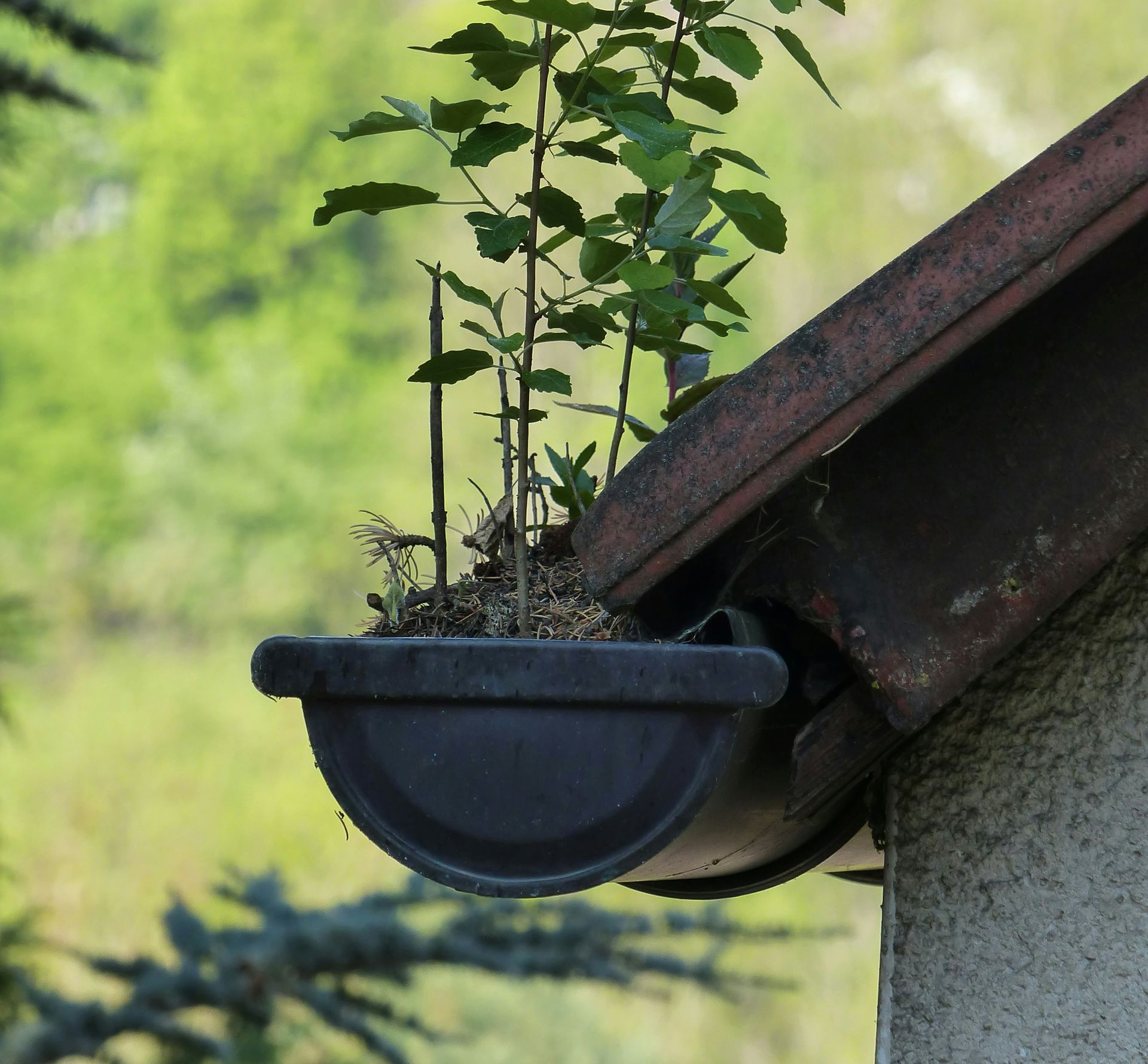 Potted plant with tall green stems on a rooftop ledge, blurred garden in the background