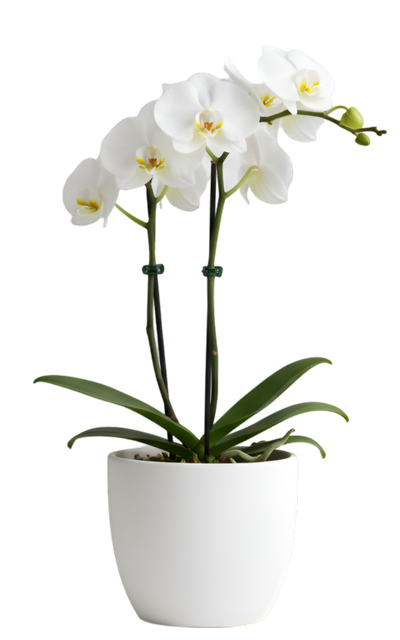 Orchidée blanche dans un pot blanc.