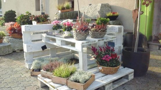 Floristik - Blumen Ackermann