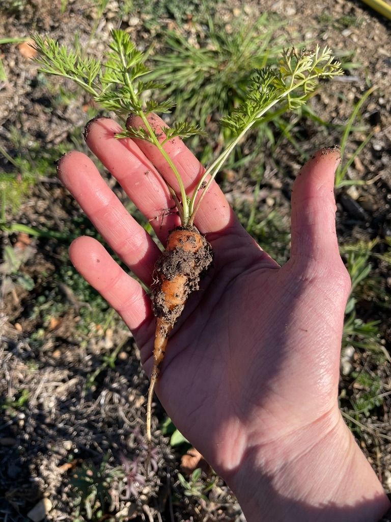 Una mano sostiene una pequeña planta arrancada de raíz, con tallos verdes y un cepellón marrón, al aire libre.
