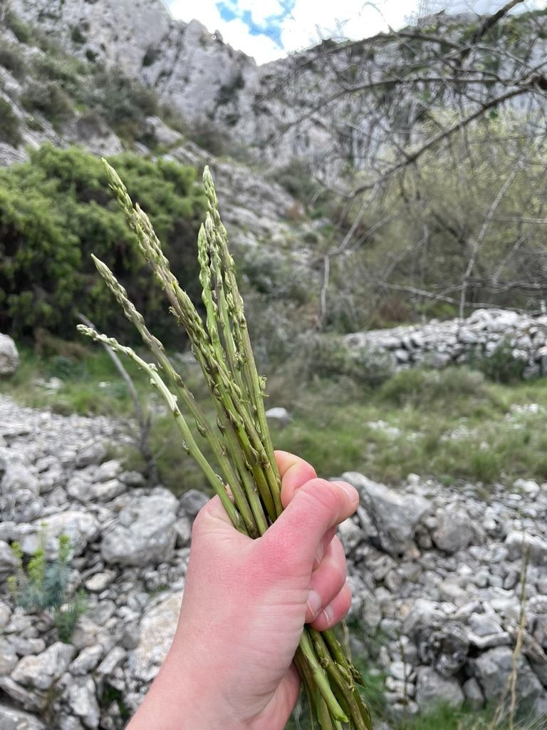 Una mano sosteniendo un manojo de espárragos silvestres en un paisaje rocoso de ladera.