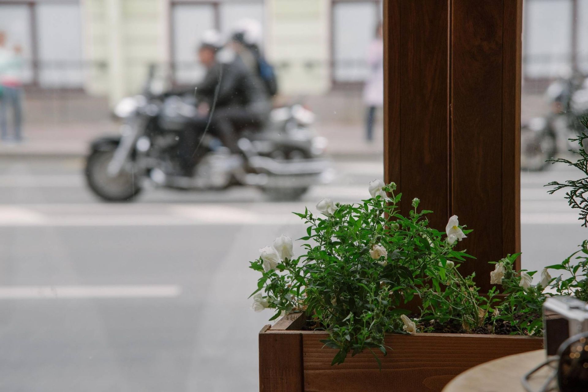 Una planta verde en maceta junto a una ventana, con una motocicleta borrosa pasando por fuera.