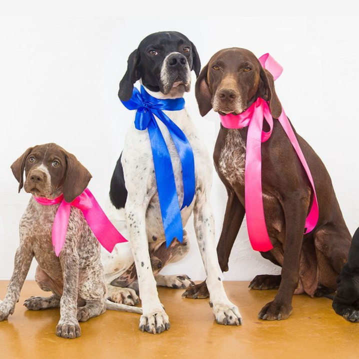 estudio fotógrafico Hoyos en Tenerife fotos con mascotas perros pointer padres y cachorros