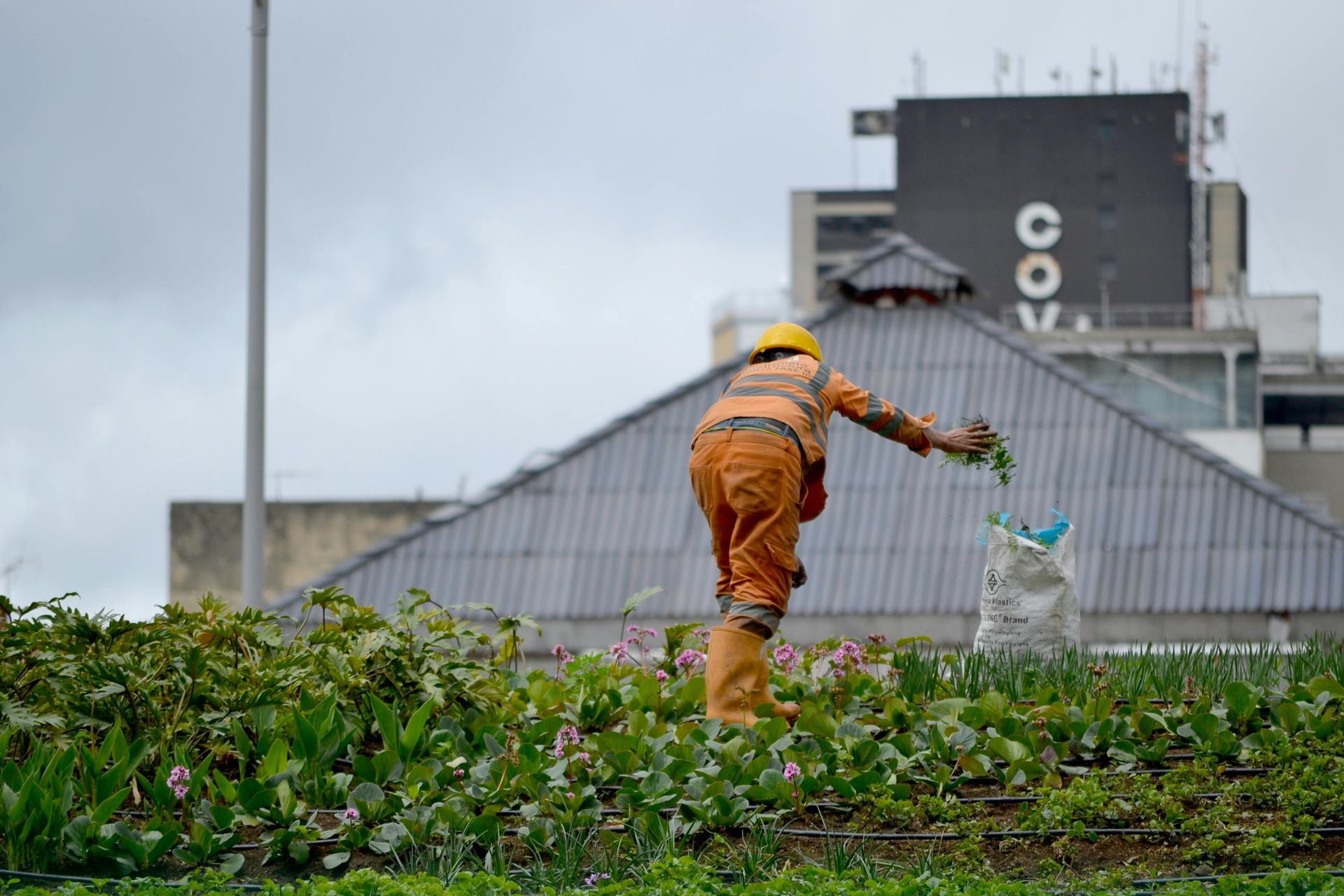 Un trabajador con ropa naranja de alta visibilidad recolecta plantas de un jardín en la azotea de un edificio municipal.