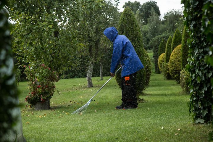 Una persona con un impermeable azul rastrilla las hojas caídas sobre un césped verde en un jardín con arbustos y árboles podados con esmero.
