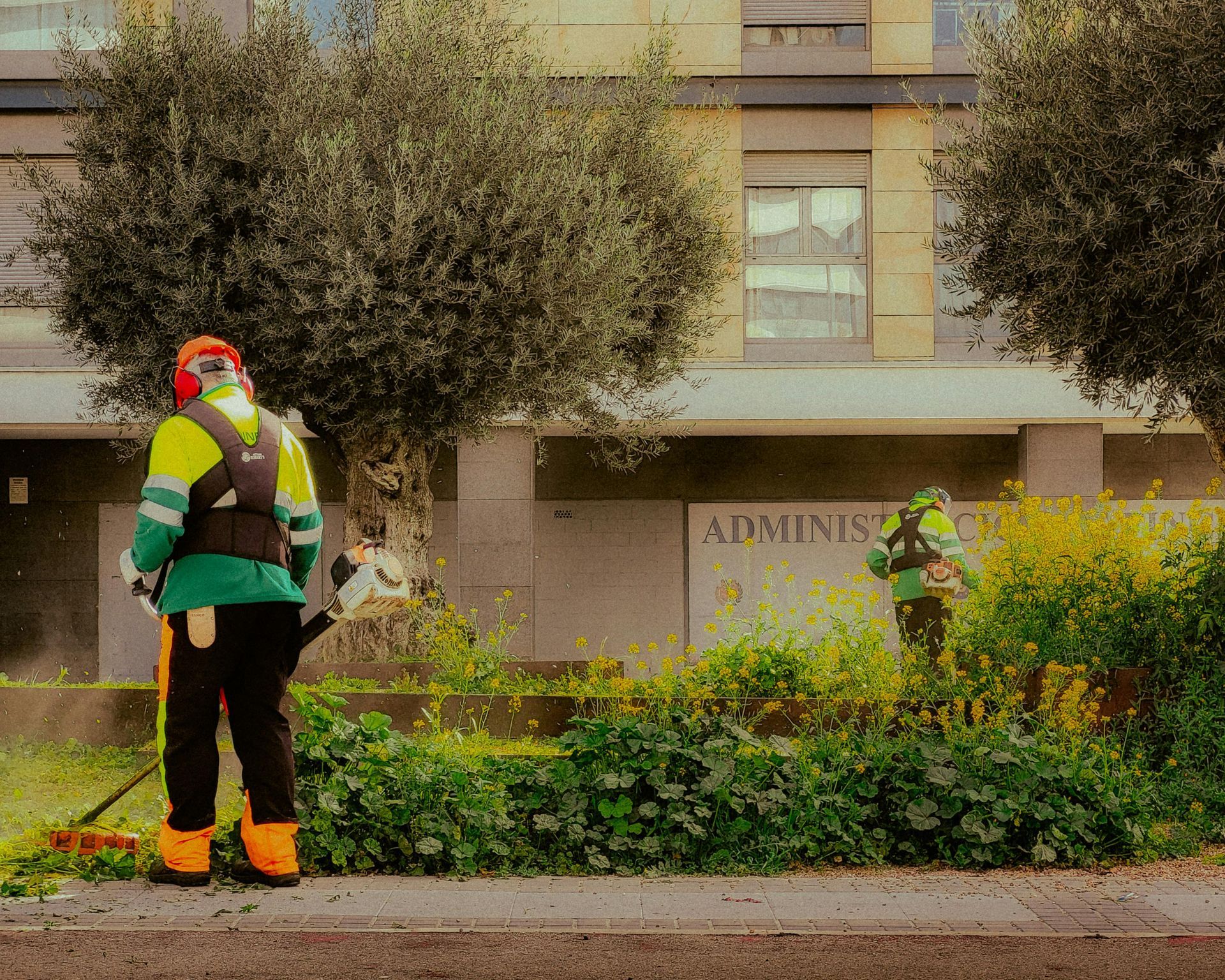 Dos trabajadores con uniformes de alta visibilidad podan la vegetación con desbrozadoras cerca de un edificio con olivos.