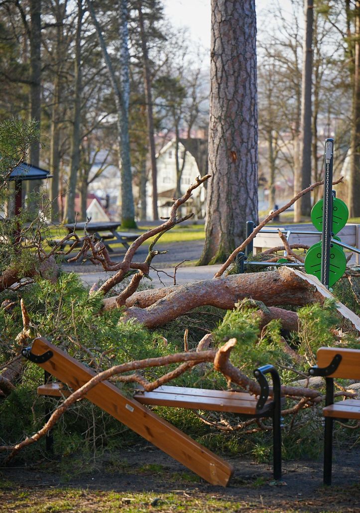Una rama de árbol rota descansa sobre un banco de un parque rodeado de un entorno boscoso.
