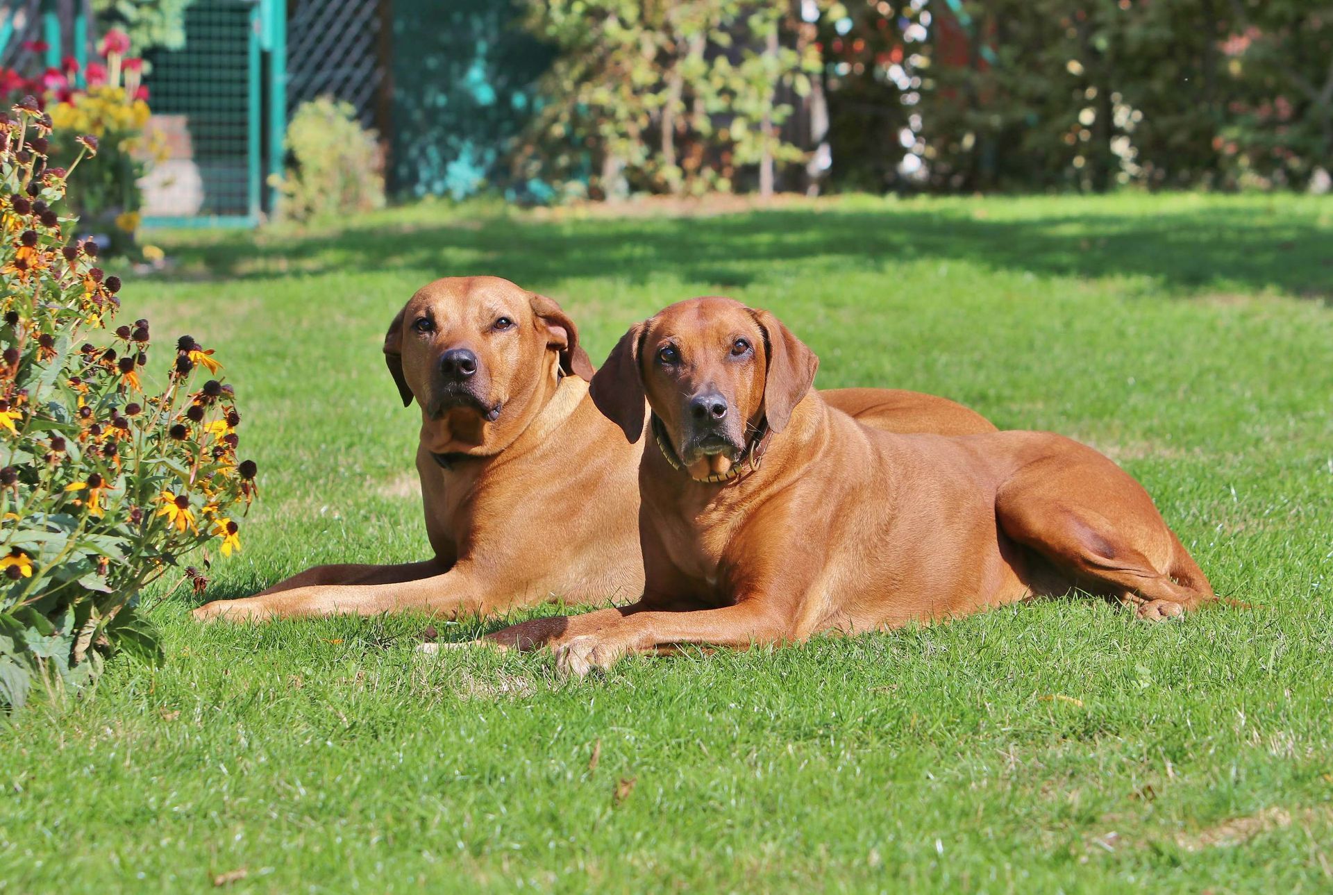 Hunde von Dr. Udo Jäger Tierärztliche Praxis
