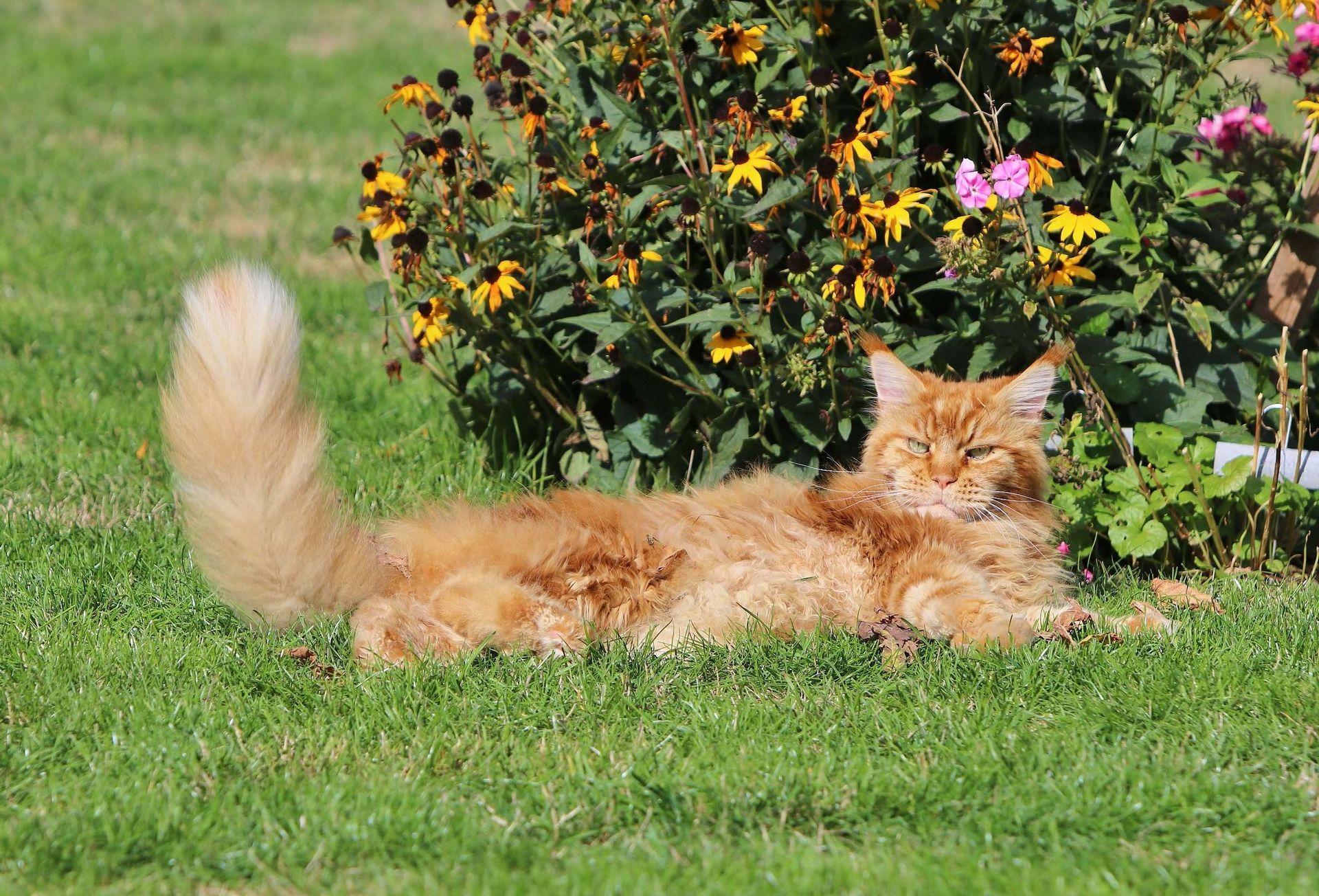 Katze von Dr. Udo Jäger Tierärztliche Praxis