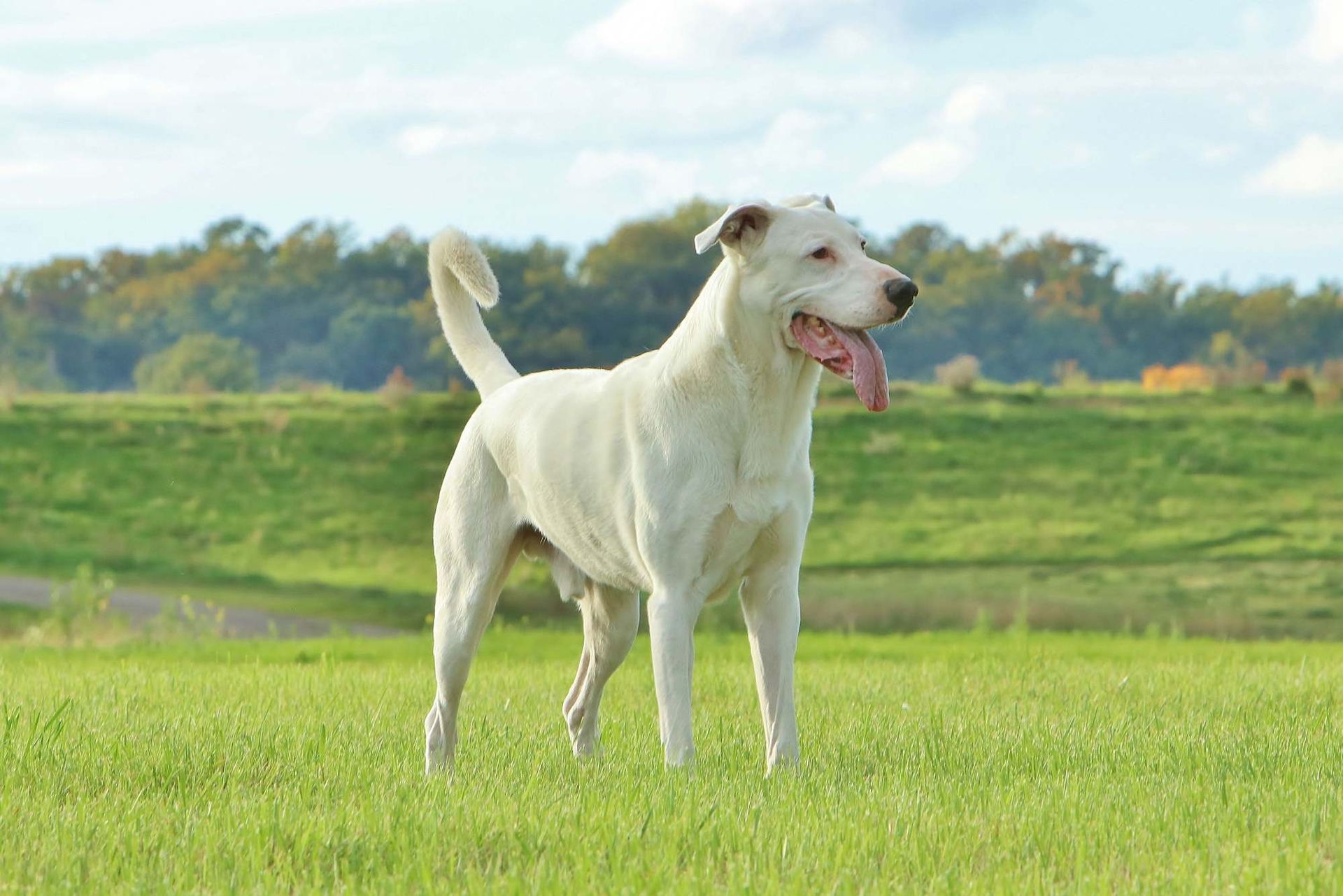 Hund von Dr. Udo Jäger Tierärztliche Praxis