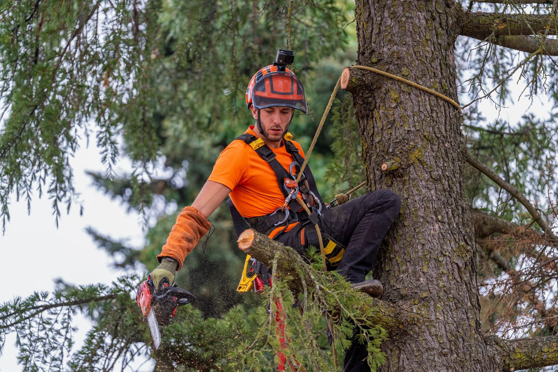 Un arboriste en chemise orange, casque et harnais de sécurité, coupe une branche d'arbre avec une tronçonneuse.