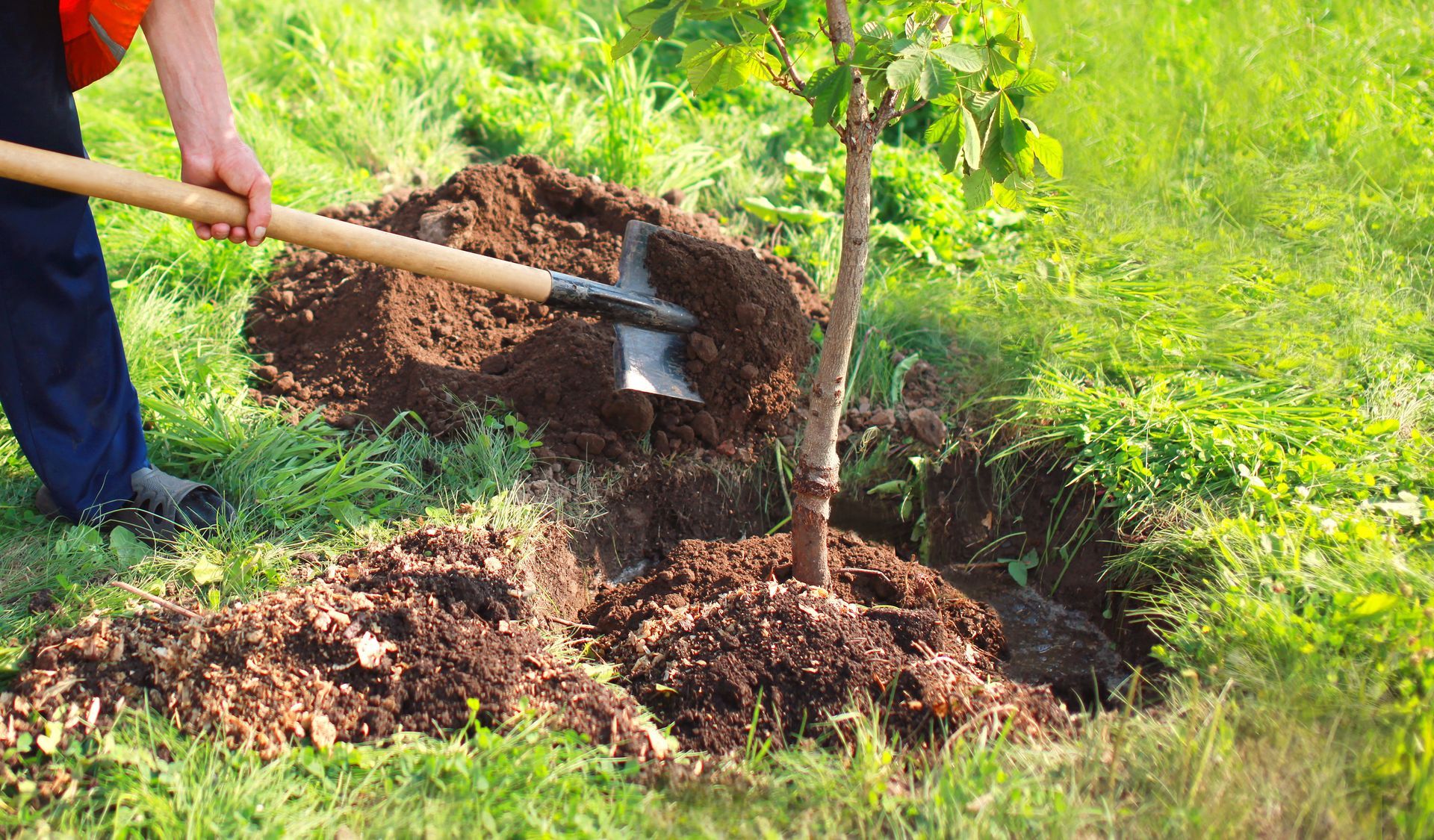 Une personne utilise une houe pour étaler de la terre autour du pied d'un jeune arbre dans une zone herbeuse.