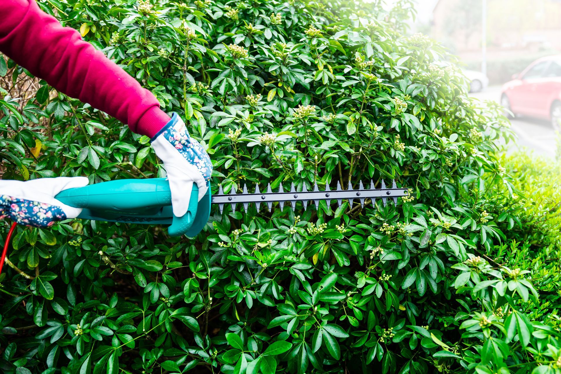 Une haie d'un vert éclatant, soigneusement taillée, dans un jardin luxuriant, avec des arbres flous en arrière-plan.