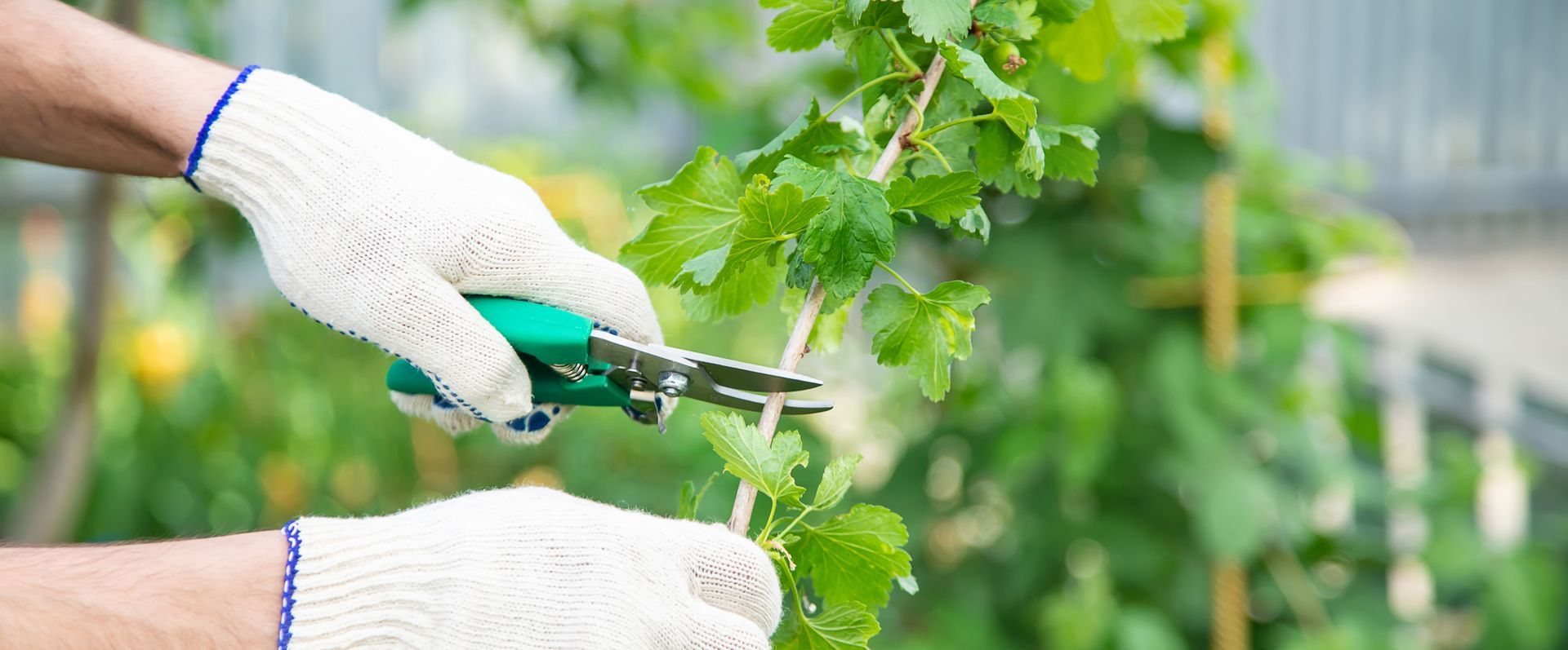 Une personne portant des gants blancs taille une vigne à feuilles vertes avec des cisailles vertes.