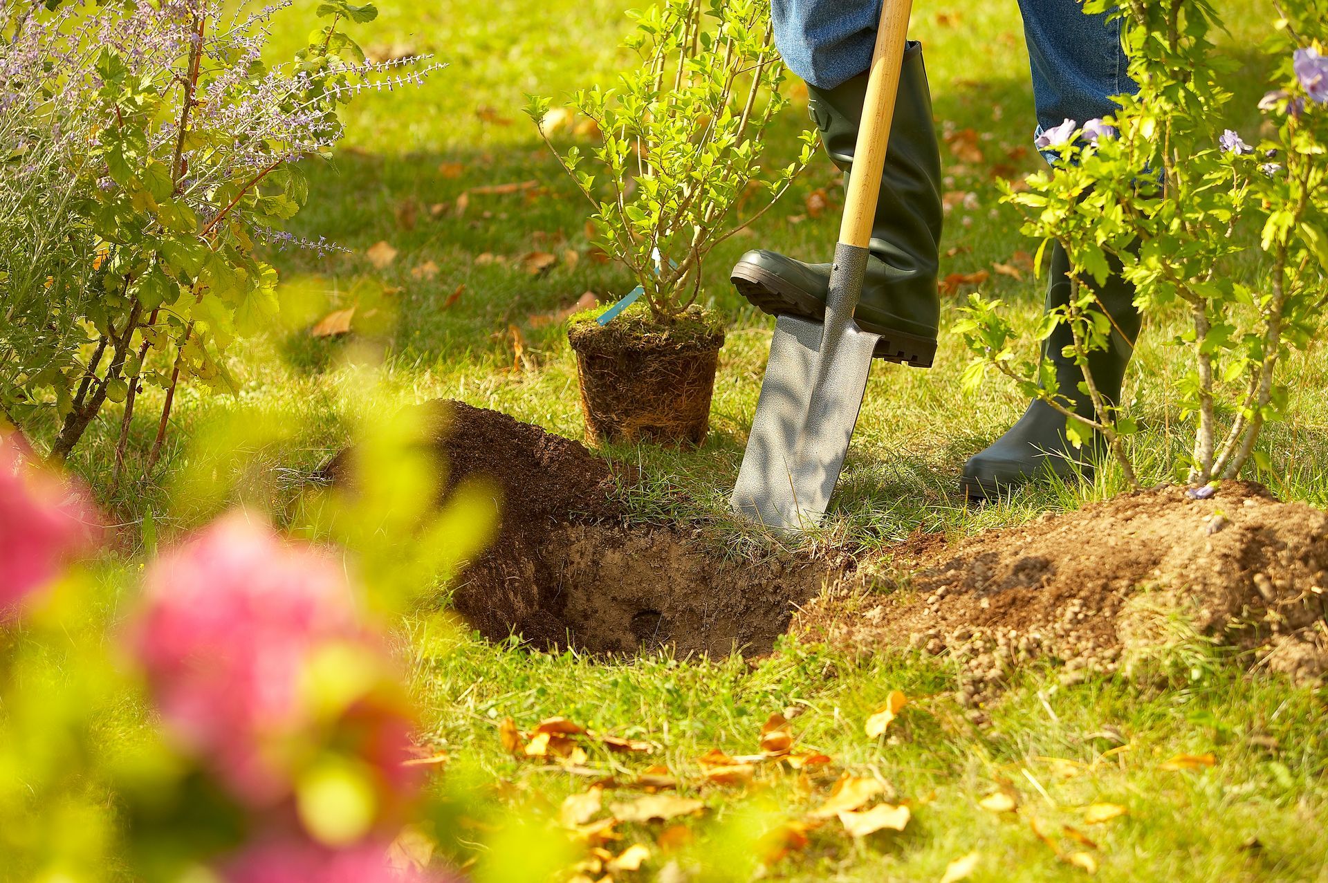 Une personne plante un arbuste dans un jardin à l'aide d'une pelle. Le trou et la plante se trouvent dans l'herbe.