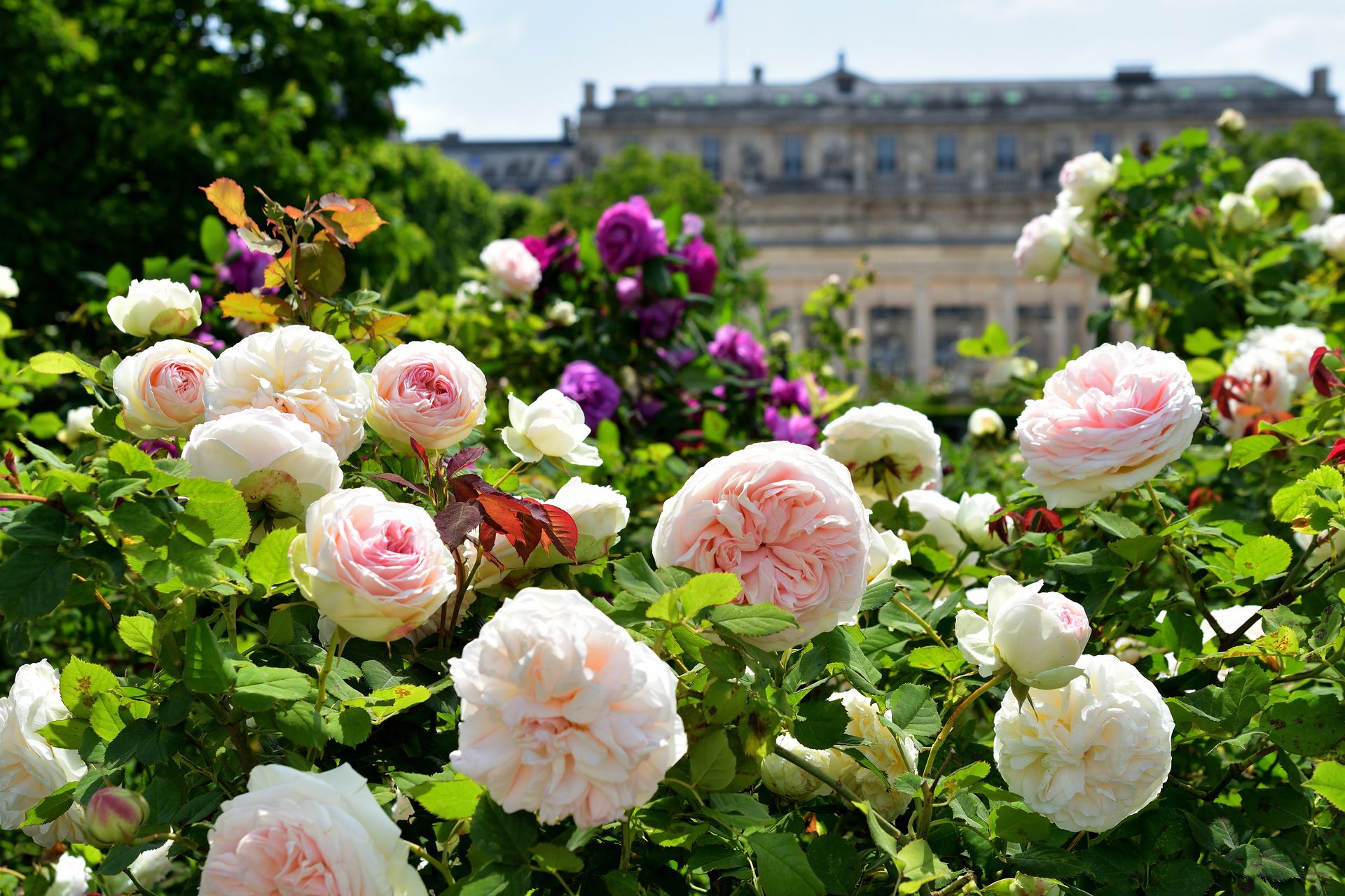 Gros plan sur des roses roses et blanches dans un jardin, avec un bâtiment et des arbres flous en arrière-plan.