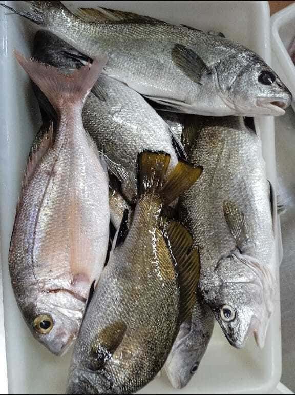 Un montón de peces están sentados uno encima del otro en un recipiente blanco.