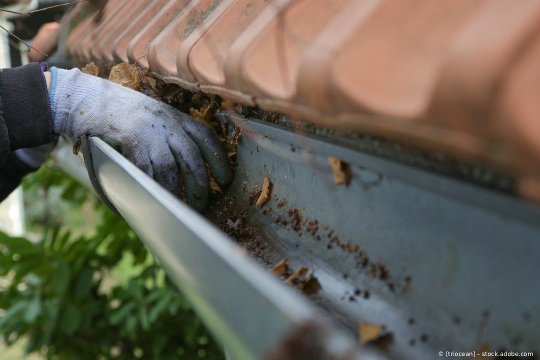 Eine behandschuhte Hand untersucht eine Dachrinne, an deren Rand sich Bienen versammelt haben.