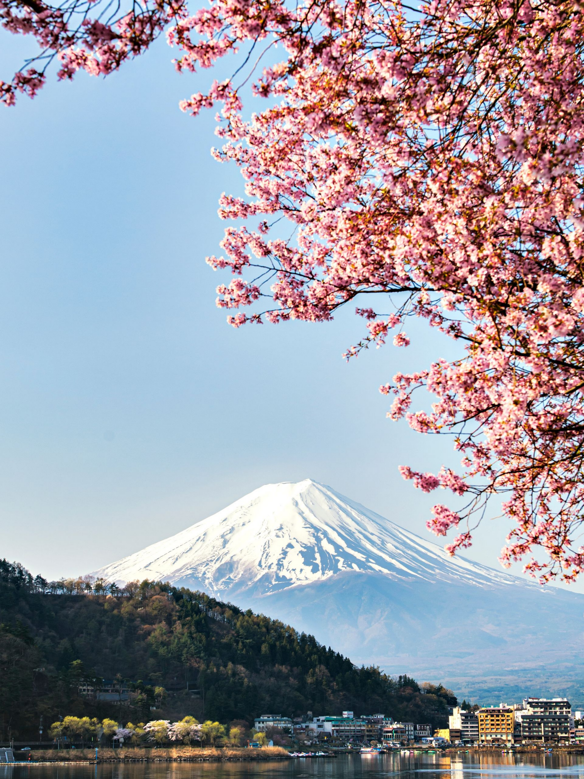 Mont Fuji avec des cerisiers en fleurs, un sommet enneigé surplombant un lac et une ville, des fleurs roses encadrant le ciel.