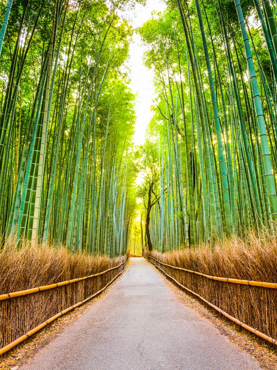 Sentier traversant une imposante forêt de bambous, Kyoto, Japon. La lumière du soleil filtre à travers la canopée.