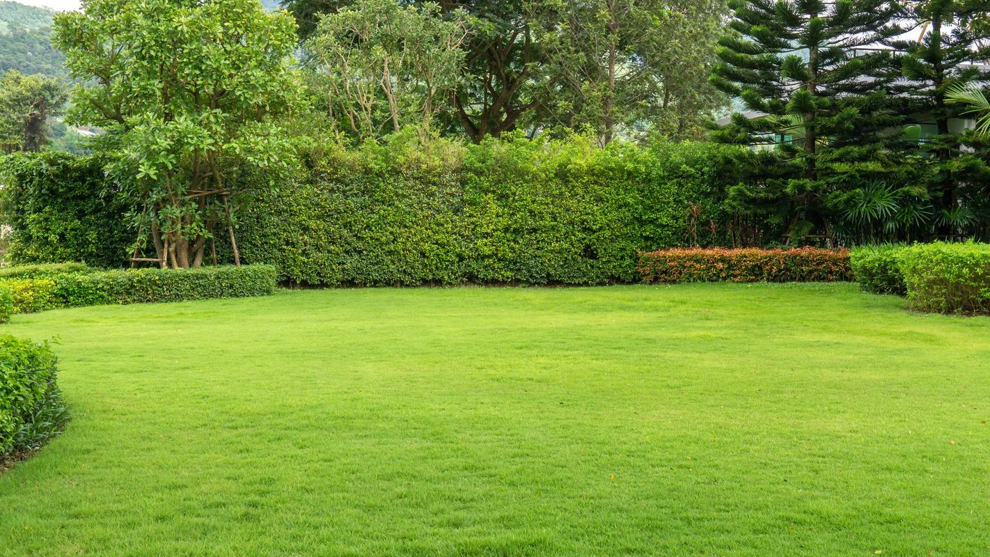 Jardin et haie