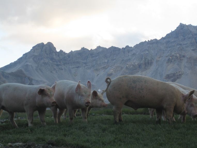 Schweine in der Natur - Spezialitäten Metzg Splügen