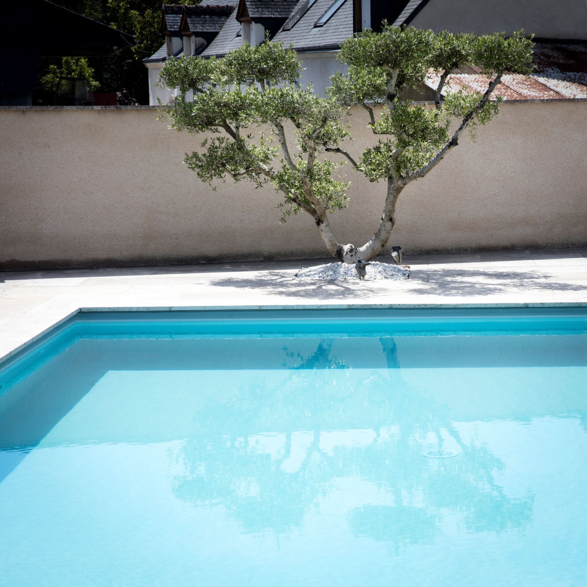 Piscine avec arbuste