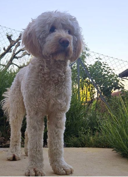 Un cane che porge la zampa alla mano tesa di una persona all'aperto.