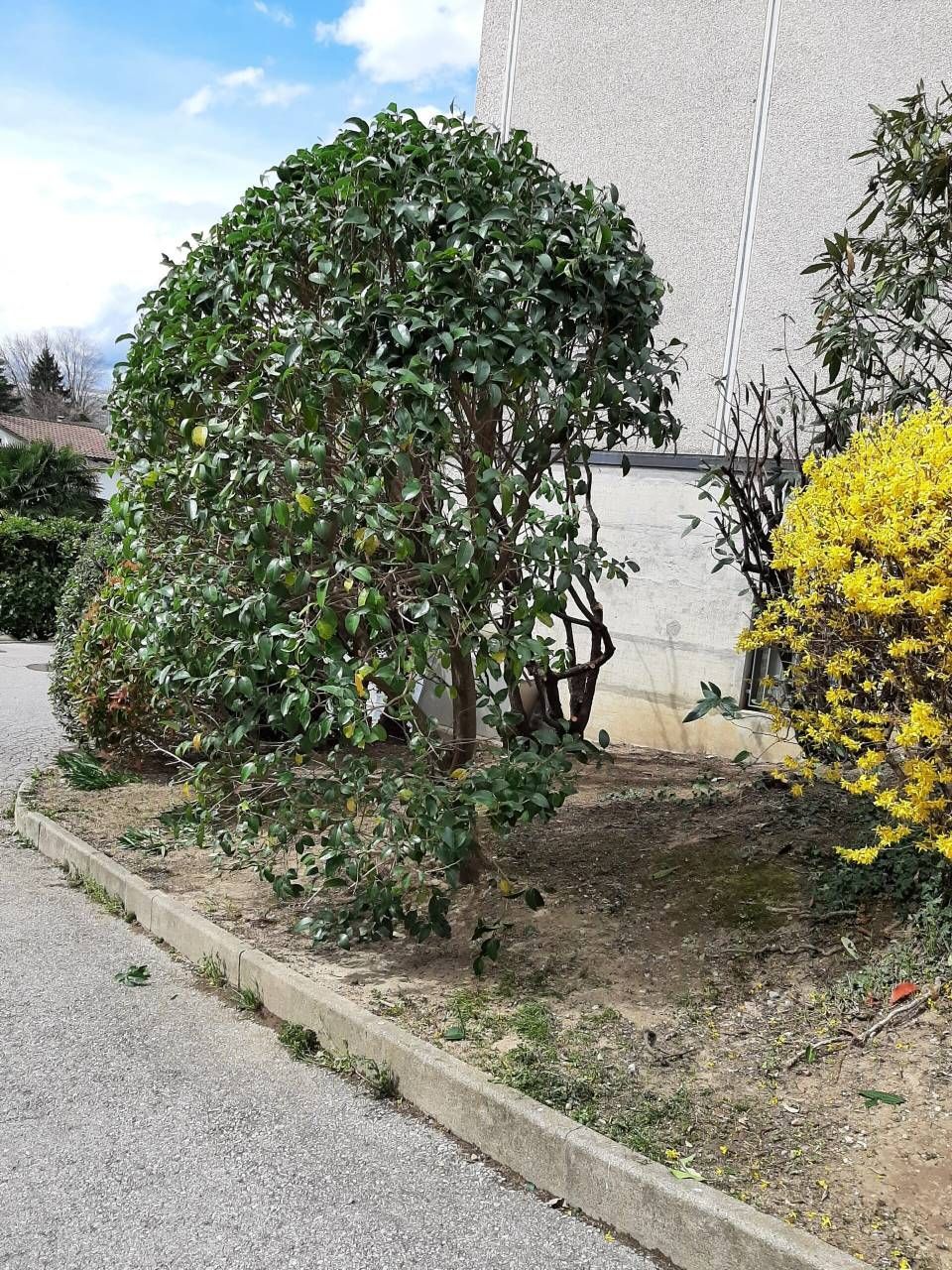 Piccolo arbusto frondoso accanto a un muro, con un cespuglio fiorito giallo e un marciapiede in un'aiuola.