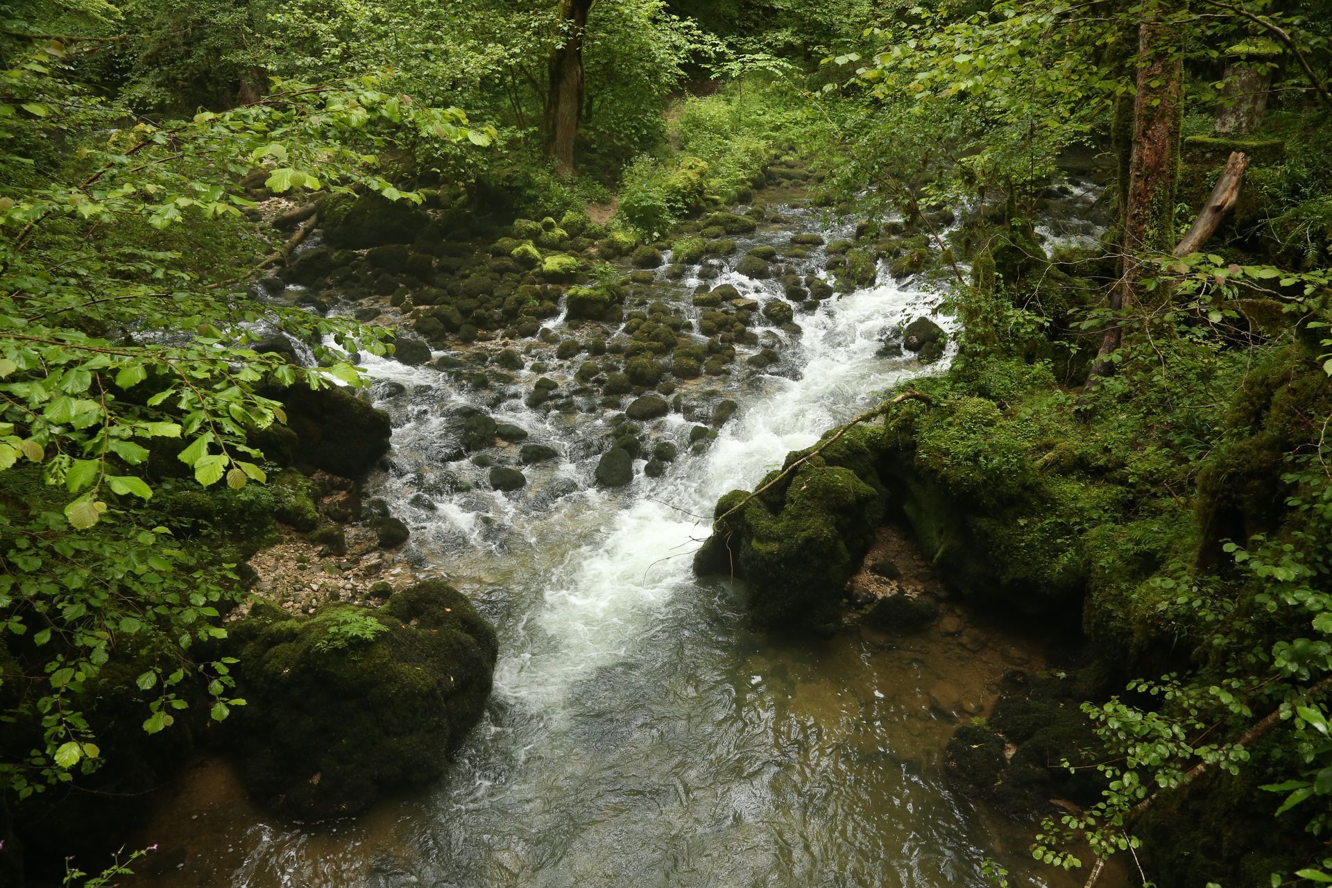 Rivière s’écoulant entre des rochers recouverts de mousse au cœur d’une forêt dense.